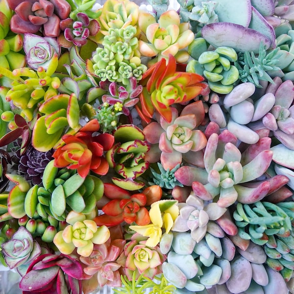 Succulent Cuttings - Etsy