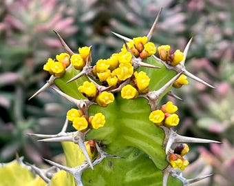 Euphorbia grandicornis, Cow's Horn Cactus
