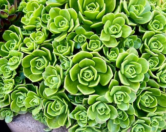 Aeonium Lily Pad