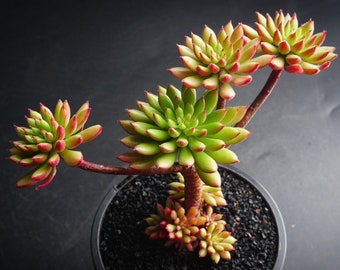 Echeveria Spruce Oliver