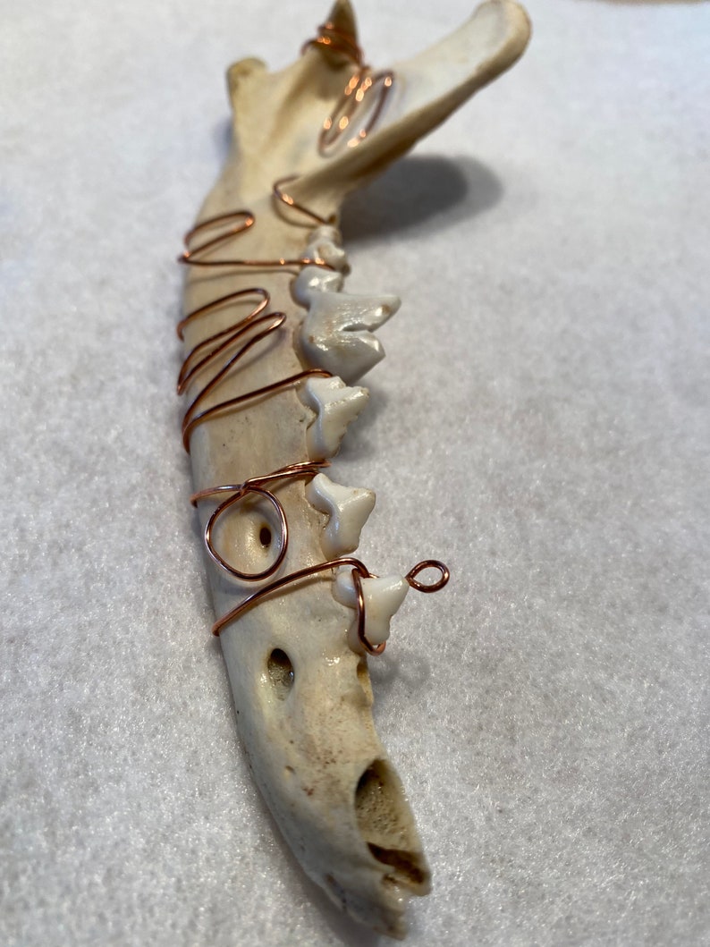 Coyote Jaw | Etsy