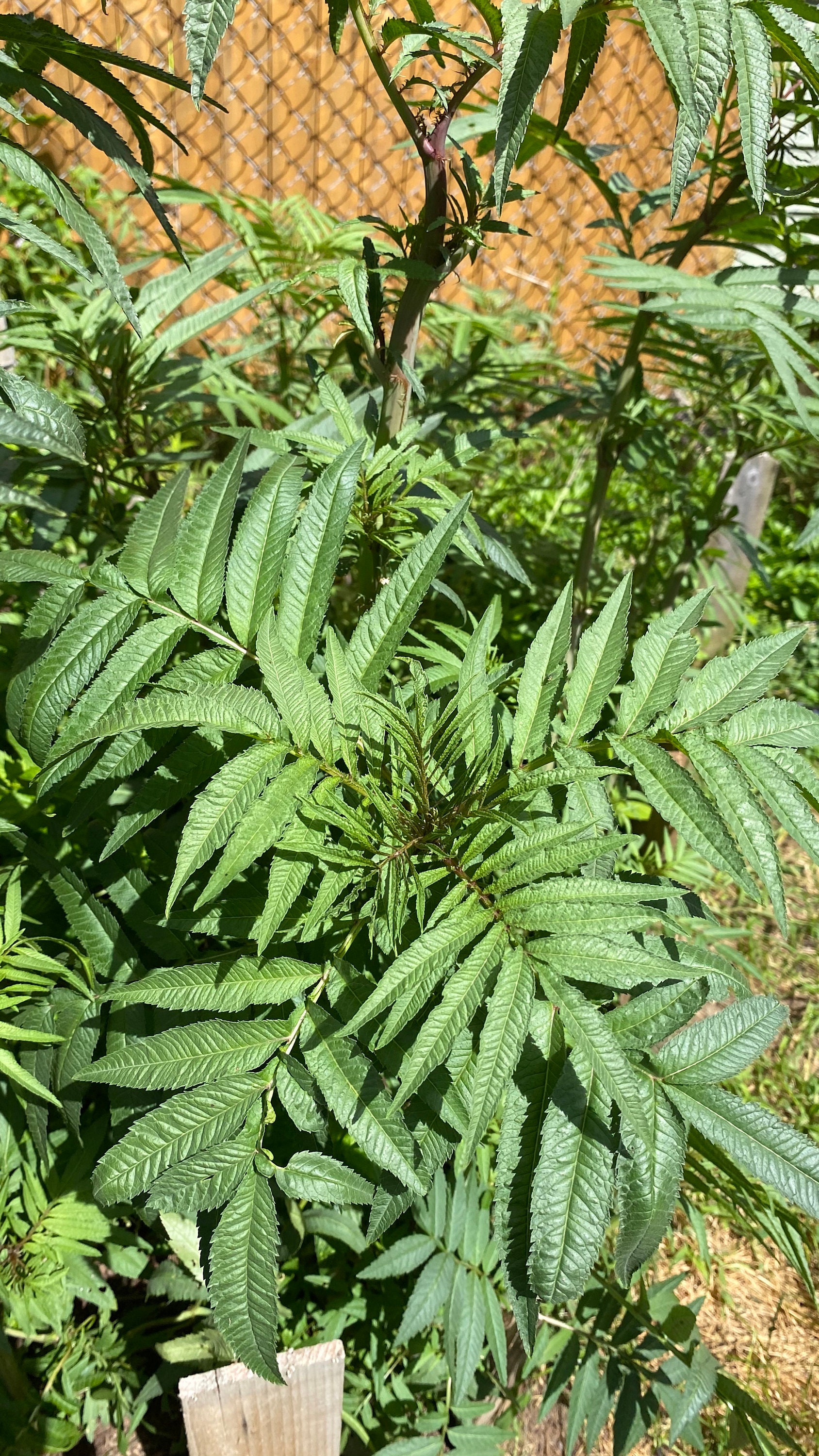 50 Semillas De Huacatay (Tagetes Minuta) - Hierba Peruana, Menta Peruana, Para Cultivar En Casa
