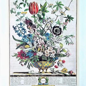 Vintage Robert Furber February Botanical From &quot;Twelve Months of Flowers” Pierpont Morgan Library Print