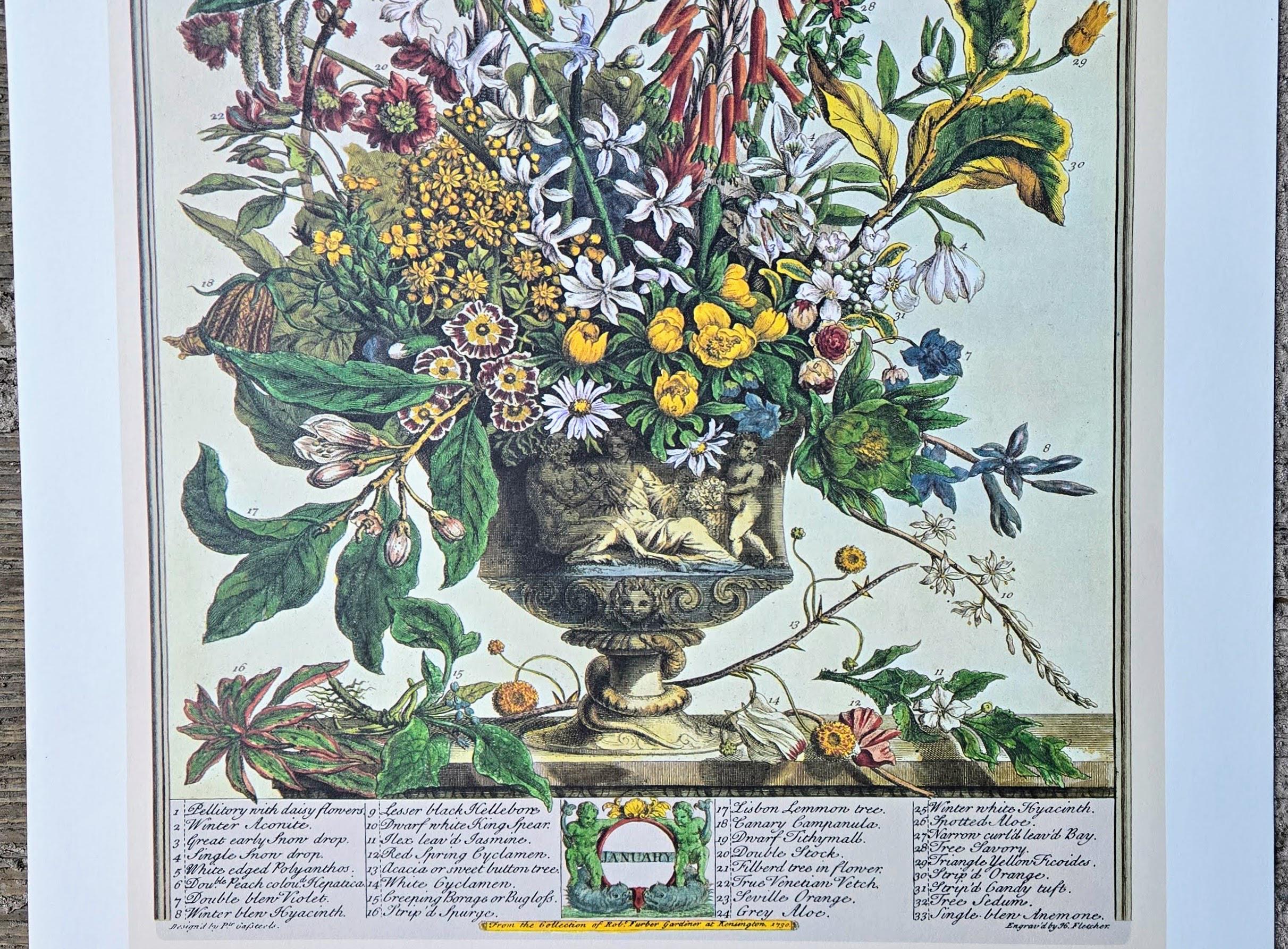 Vintage Robert Furber January Botanical From 