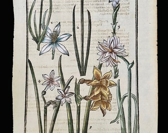 Antiker handkolorierter Holzschnitt 1629 (Seite 89) von John Robinson ""Garten der angenehmen Blumen"", gerahmt."