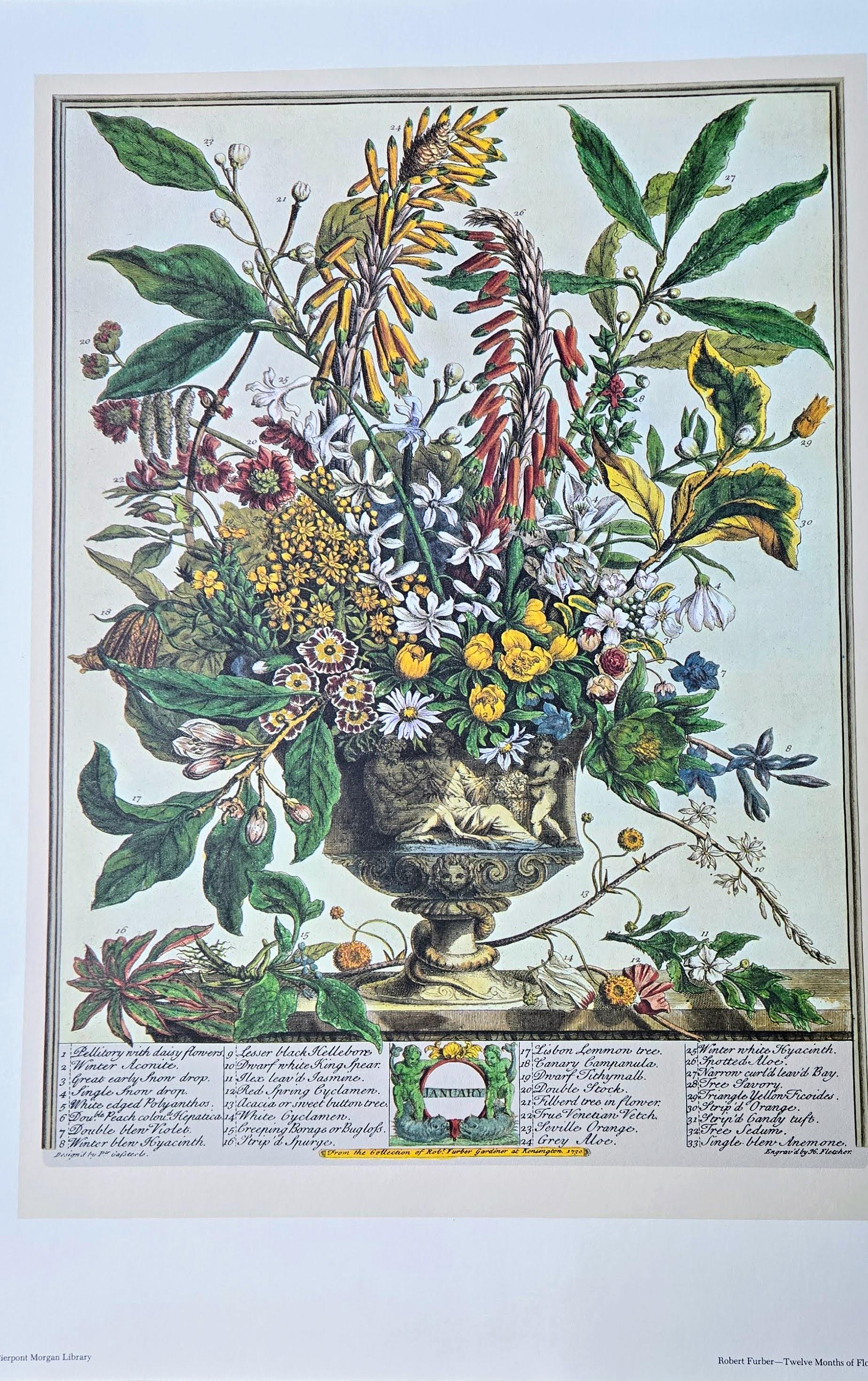 Vintage Robert Furber January Botanical From 