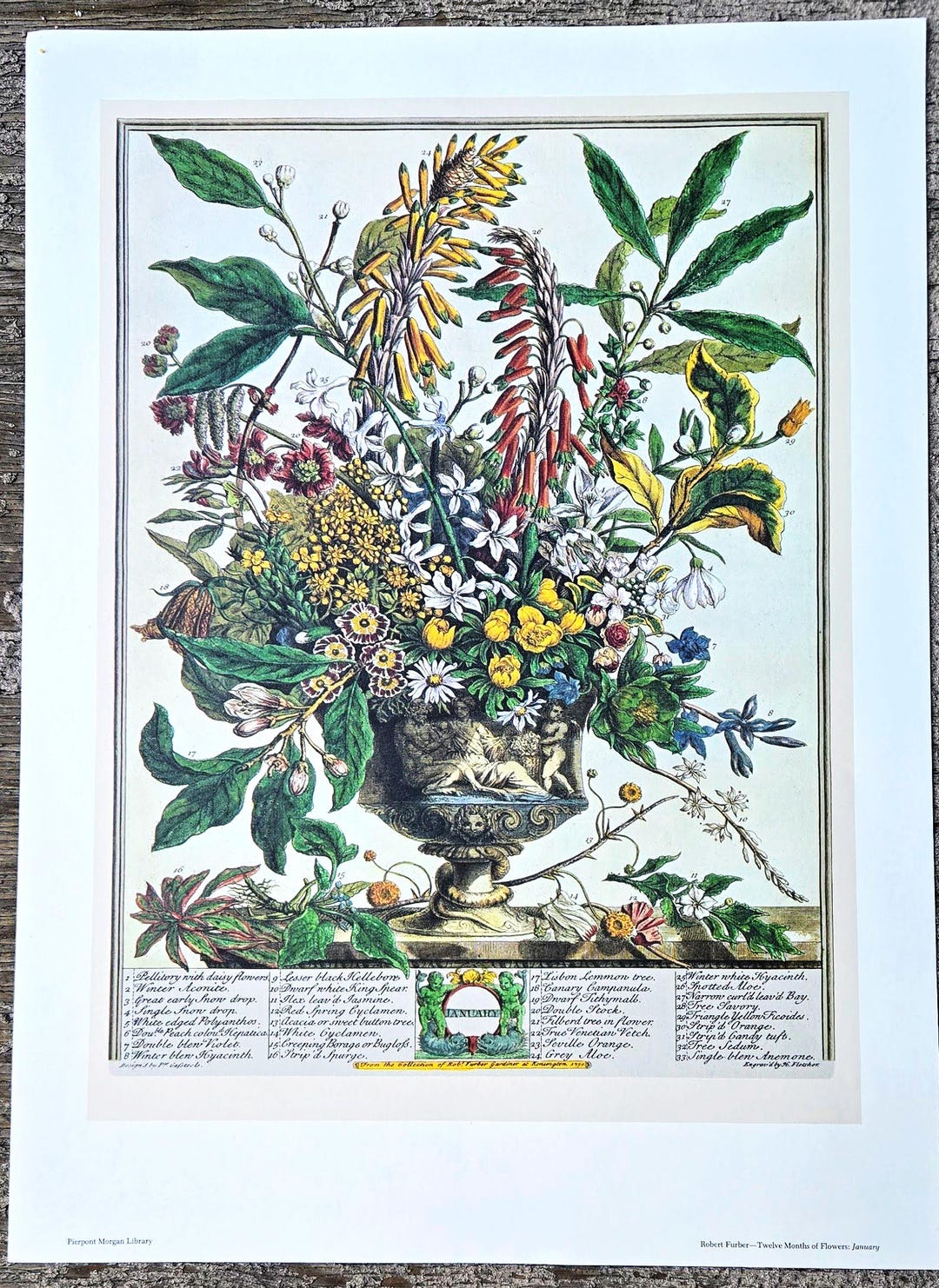 Vintage Robert Furber January Botanical From 