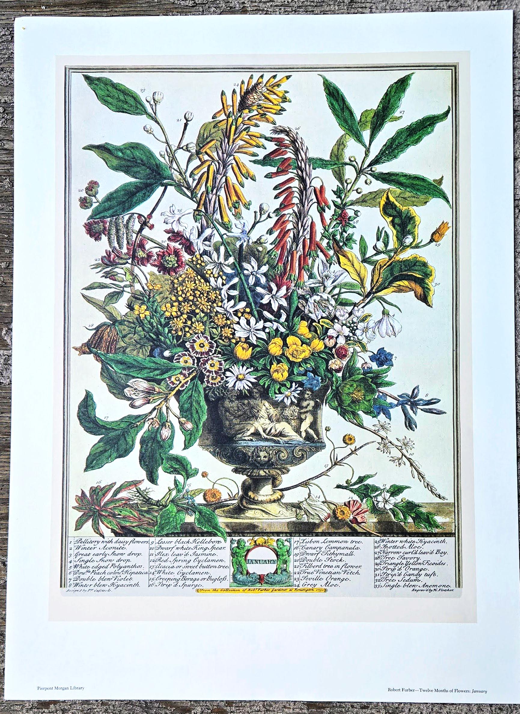 Vintage Robert Furber January Botanical From 