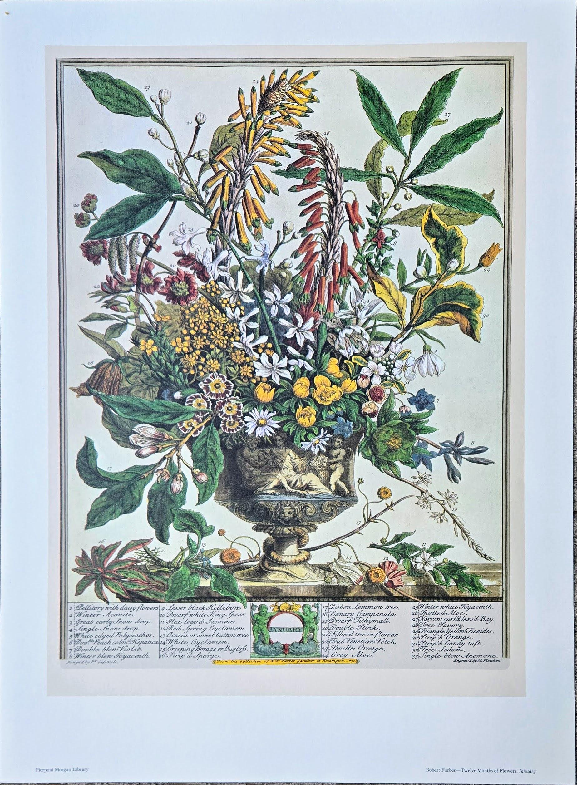 Vintage Robert Furber January Botanical From 