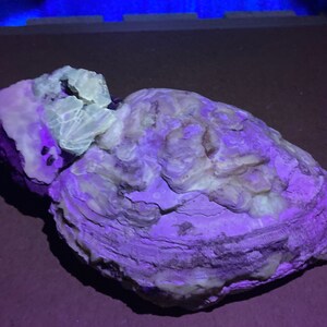 Calcite Clam Fossil (UV Reactive)