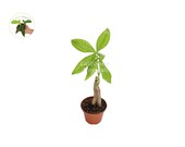 Pachira Aquatica Money Tree - 3 39 39 from California Tropicals