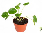 RARE Chinese Money Plant - 4 39 39 from California Tropicals