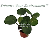RARE Chinese Money Plant - 4 39 39 from California Tropicals