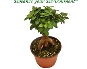 Ficus Microcarpa Ginseng -6 quot
