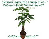 Pachira Aquatica Money Tree - 4 39 39 from California Tropicals