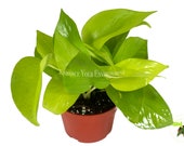 Pothos Neon - 4 quot from California Tropicals