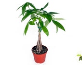 Pachira Aquatica Money Tree - 4 39 39 from California Tropicals