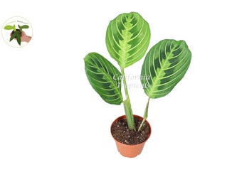 May include: A green Calathea plant with three large leaves in a brown pot. The plant has a striped pattern on the leaves.