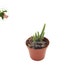 see more listings in the Succulent + Cacti section