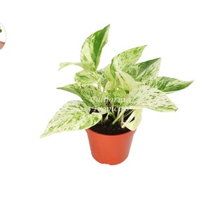 Snow Queen Pothos - 4&#39;&#39; from California Tropicals