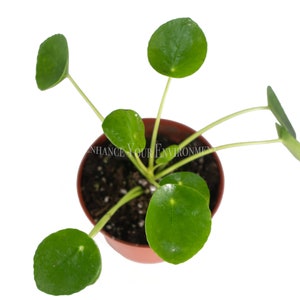 RARE Chinese Money Plant 4'' from California Tropicals image 2