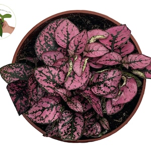 Pink Polka Dot - 4&#39;&#39; from California Tropicals