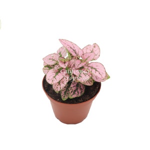 Pink Polka Dot Plant - 2&#39;&#39; from California Tropicals