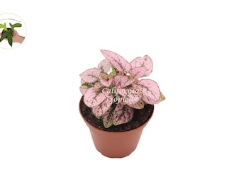 Pink Polka Dot Plant - 2.5'' from California Tropicals
