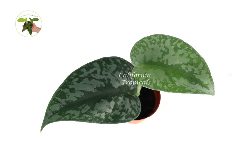 California Tropicals Scindapsus Pictus Exotica