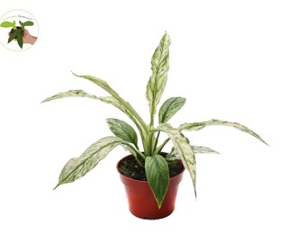 Variegated Spath Sensation Peace Lily  - 4'' from California Tropicals