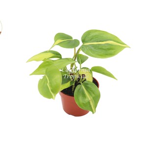 Philodendron Brazilian-4'' from California Tropicals