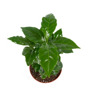 May include: A potted coffee plant with dark green leaves in a brown pot. The plant is growing upright and has a healthy appearance.