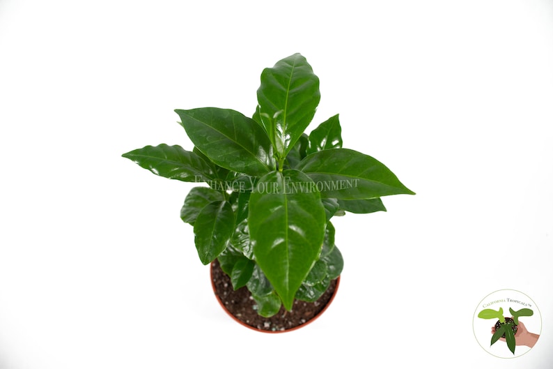 May include: A potted coffee plant with dark green leaves in a brown pot. The plant is growing upright and has a healthy appearance.