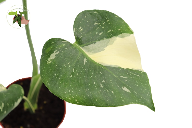 California Tropicals Monstera Thai Constellation - Thumbnail 4