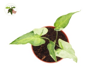 Rare Syngonium Three Kings -4'' California Tropicals