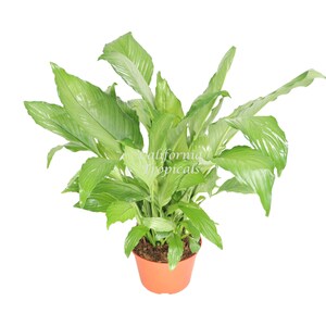 Platinum Mist Peace Lily  - 6&#39;&#39; from California Tropicals