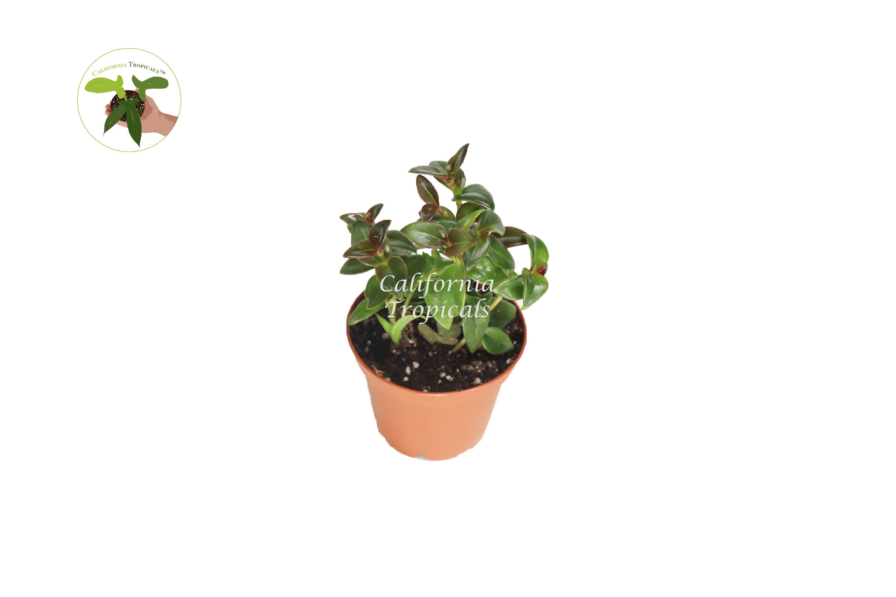 Black Goldfish Plant-2'' from California Tropicals