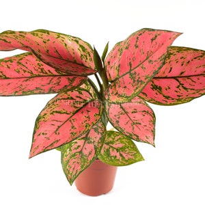 Pink Valentine - 4'' from California Tropicals