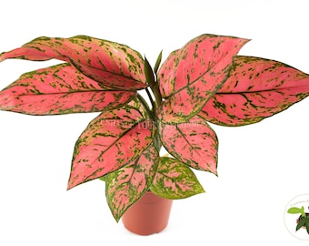 Pink Valentine - 4'' from California Tropicals
