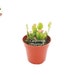 see more listings in the Succulent + Cacti section
