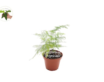 Plumosa Fern - 3'' from California Tropicals