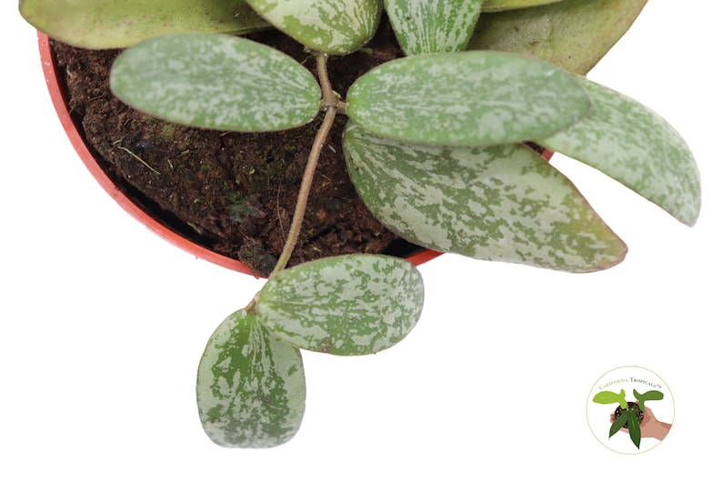 California Tropicals Hoya Sigillatis - Thumbnail 4