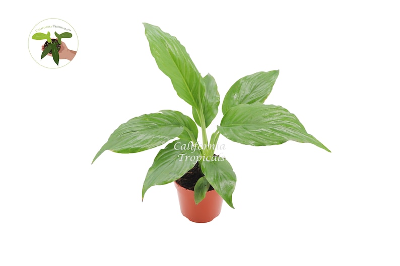 California Tropicals Peace Lily Spathiphyllum - Thumbnail 2