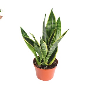 Sansevieria Superba - 6&quot; from California Tropicals
