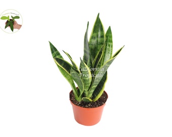 Sansevieria “manny Pacquiao”/ RARE / Unique / Chubby DARK Leaves