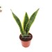 see more listings in the Sansevieria +  ZZ section