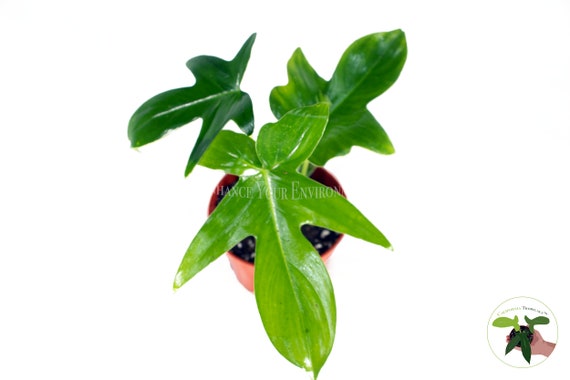 Philodendron pedatum 4in Pot