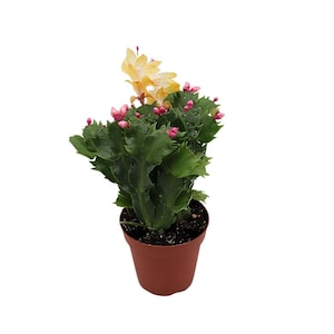 Yellow Christmas Cactus (Golden Dancer) - 4&#39;&#39; from California Tropicals