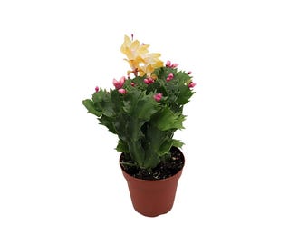 May include: A Christmas cactus in a brown pot. The plant has dark green, segmented leaves and is topped with yellow and pink flowers. The pot is filled with dark soil and sits against a white background.