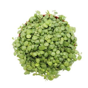 May include: A close-up of a small potted plant with round, green leaves. The plant is in a brown pot and is growing densely.